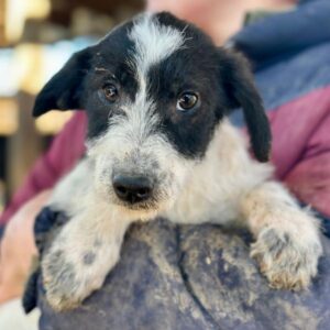 ELZA (♀) - reserviert TST (SAS 01.02.)