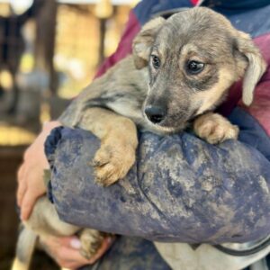 KYLIANNE (♀) - reserviert TST (SAS 01.02.)