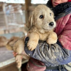 MASCHA (♀) reist auf Pflegestelle PLZ 99 - SE 01.02.