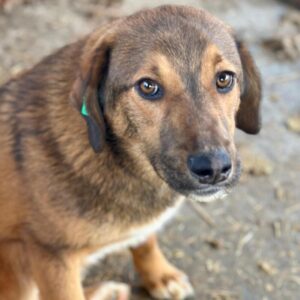 PADDINGTON (♂) - reserviert Vierbeiner in Not (SAS 29.03.)