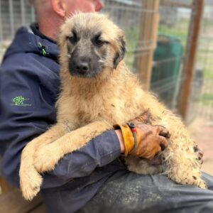 JELLE (♂) - hat Parvo überlebt