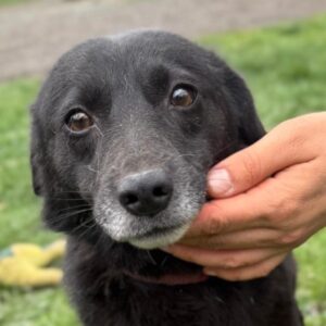 DJOLLE (♀) - med. NOTFALL - Hinterbein operiert, nach mehreren Brüchen!