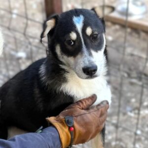 NELE (♀) - hat Parvo überlebt