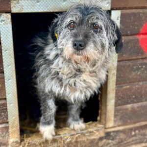 SCOOBIE (♂) - Abgabe Oldie mit ausgeprägten Angstbeißerverhalten