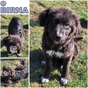 BIRNA (♀) in 55595 Gebroth
