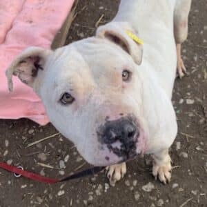 BUSCHKA (♀) - Staff (-Mix) - Vermittlung nur AT