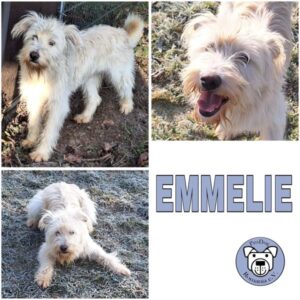 EMMELIE (♀) in 55595 Gebroth - reserviert