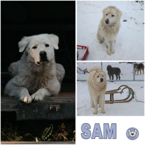 SAM (♂) in 99636 Ostramondra