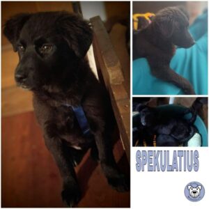 SPEKULATIUS (♂) in 65620 Waldbrunn