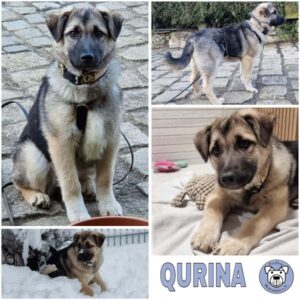 QURINA (♀) in 74214 Schöntal
