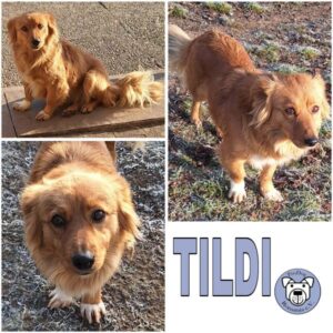 TILDI(♀) in 55595 Gebroth