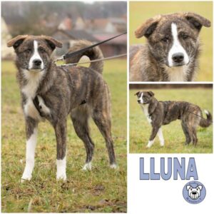 LLUNA (♀) in 91242 Ottensoos