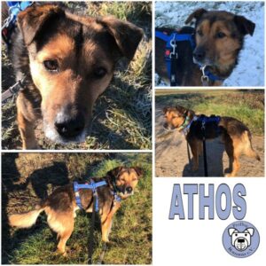 ATHOS (♂) in 63543 Neuberg