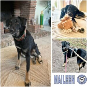 MAILEEN (♀) in 41464 Neuss - reserviert