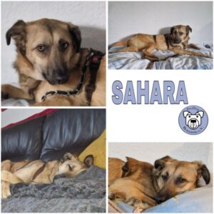 SAHARA (♀) in 64711 Erbach