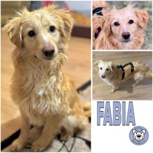 FABIA (♀) in 56727 Mayen