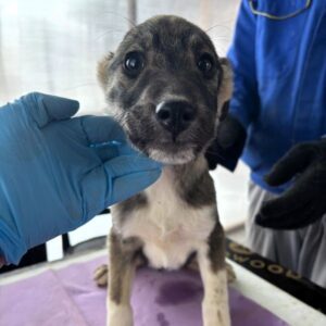 LEANDER (♂) - RBB 2026