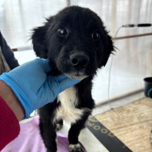 RYOKO (♀) - vermisst 02/26