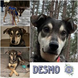 DESMO (♂) in 12587 Berlin