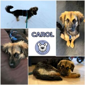 CAROL (♀) in 24879 Neuberend