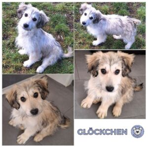 GLÖCKCHEN (♀) in 55595 Gebroth - reserviert