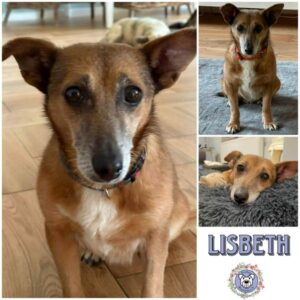 LISBETH (♀) in 24358 Ahlefeld Bistensee