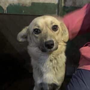 SUZA (♂) - vermisst 02/2026