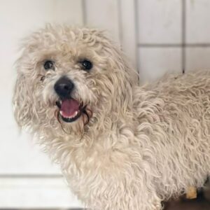 YASHAR (♂) - reist auf PDR PS im PLZ Bezirk 55*** (SD 05.02.)