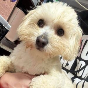 ARSAM (♂) - reist auf PDR PS im PLZ Bezirk 55*** (SD 05.02.)