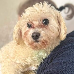 FARHAD (♂) - reist auf PDR PS im PLZ Bezirk 55*** (SD 05.02.)