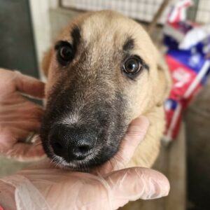 ATHENA (♀) - auf PS im PLZ Bereich 52 (JW)