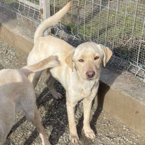 KARAMELL (♂) - viel zu dünn (02/26)