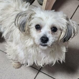 SELLY (♀) - reist auf PDR PS im PLZ Bereich 95 (20/02/NU)