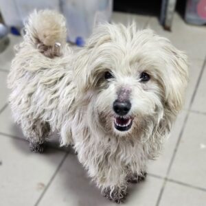 WINFRED (♂) - ausgereist zum TST Rösrath (SAS)