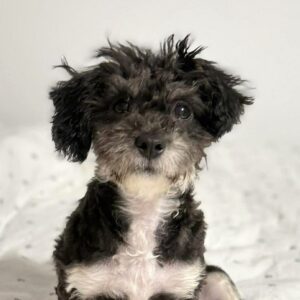 ULI (♂) - auf PS im PLZ Bezirk 55 (GC) - vermittelt