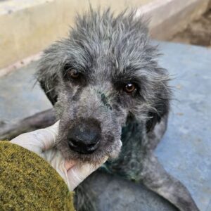 HANCOCK (♂) med. Notfall - viel zu dünn, hatte Schlinge um den Hals (02/26) - reist auf Pflegestelle PLZ 38 - SE 20.03.