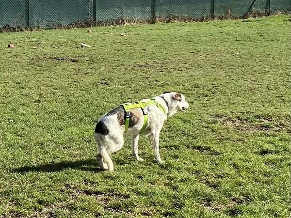 ARNE - Gnadenplatzhund seit dem 14.02.2026 – Bild 6