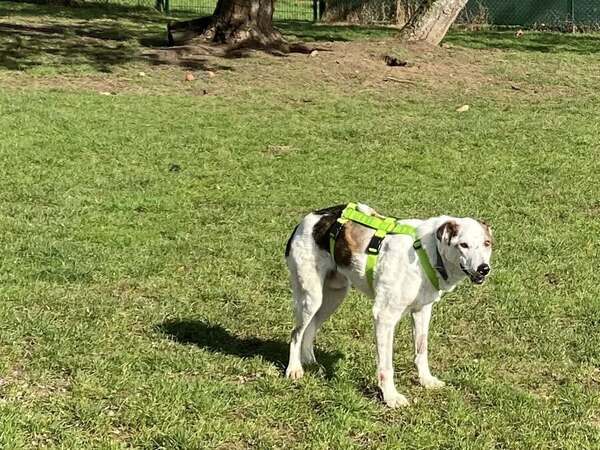 ARNE - Gnadenplatzhund seit dem 14.02.2026 – Bild 8