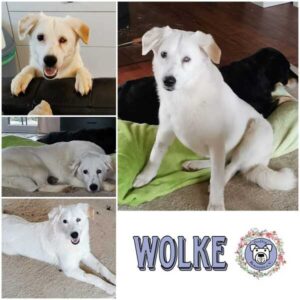 WOLKE (♀) in 35619 Braunfels