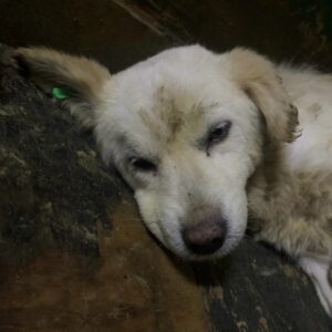 KOKORO (♀) - NOTFALL - völlig resignierte Seniorin (02/26) – augereist zur Tierhilfe Lebenswert DR 27.02.26