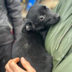 FEBY (♀) - auf PS im PLZ Bereich 56 (NU)