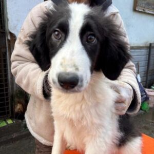 ALMA (♀) - reserviert Tierhilfe Lebenswert DR 20.02.26