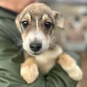 CEVONNE (♀) - reserviert Mihaela DR (GC 20.02.)