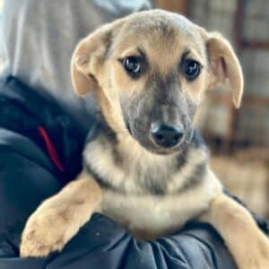 TEREZA (♀) - ausgereist zum TST Rösrath (SAS)