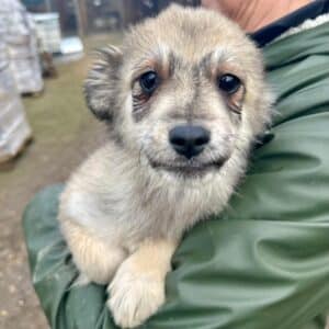 JIANA (♀) – augereist zur Tierhilfe Lebenswert DR 27.02.26