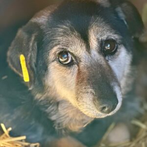 MAIRI (♀) - reserviert MD - 22.02.2026