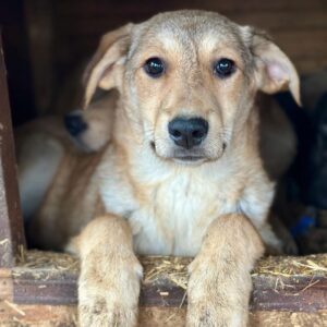 FIANNA (♀) - ausgereist zum TST Rösrath (SAS)