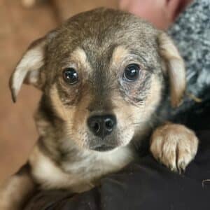 LUCCA (♀) - ausgereist zum TST Rösrath (SAS)