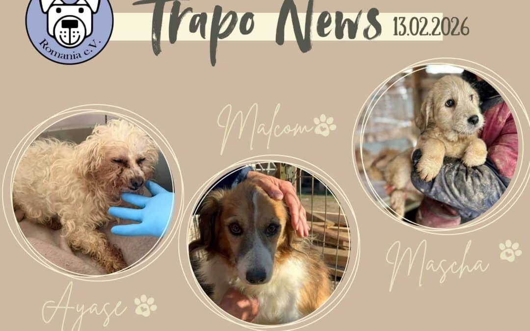 Transport vom 13.02. – 67 neue Kapitel beginnen 🚛