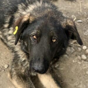 KLEMENS (♂) - reserviert Tierhilfe Lebenswert (01.04. AM)